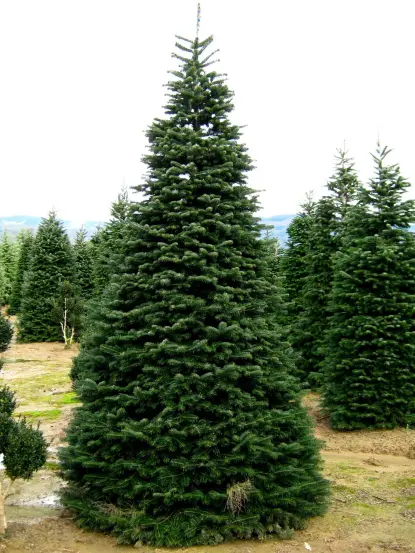 Abies Nordmanniana
