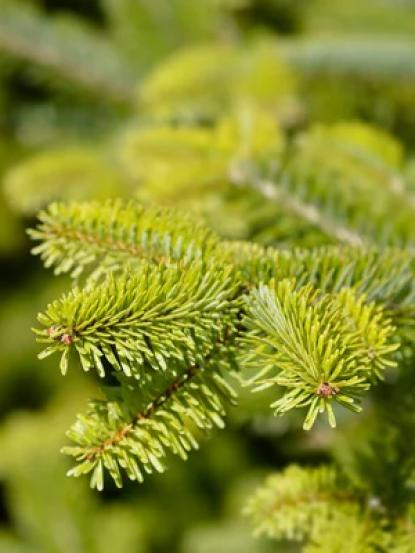Abies sp.