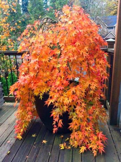 Acer palmatum 'Cascade'
