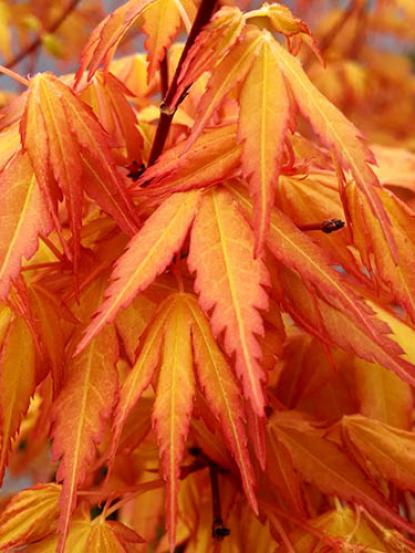 Acer palmatum 'Katsura'