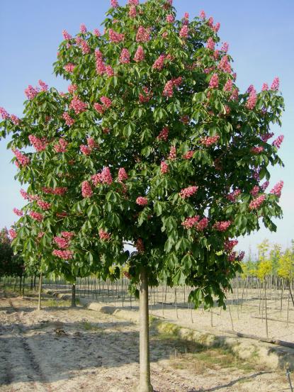 Aesculus × carnea 'Briotii'