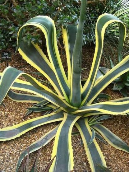 Agave americana variegata