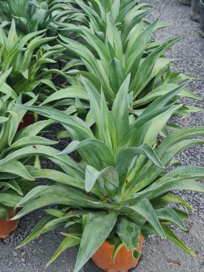 Agave desmettiana