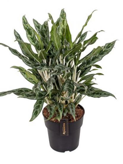 Aglaonema greyhound
