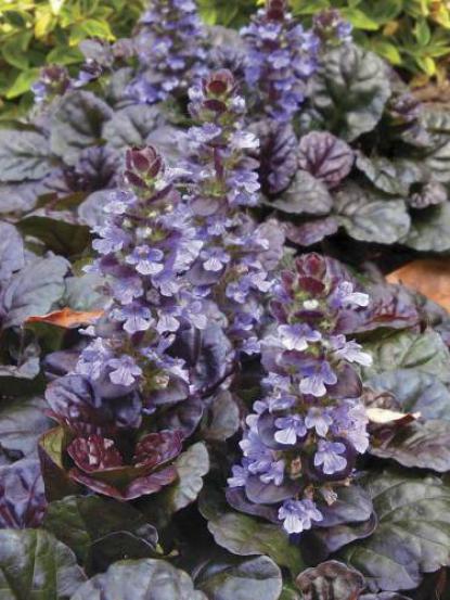 Ajuga sp.