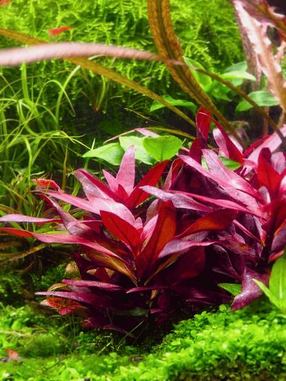 Alternanthera reineckii
