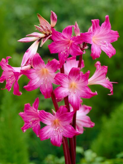 Amaryllis belladonna