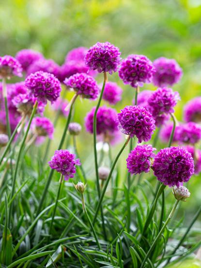Armeria pseudarmeria