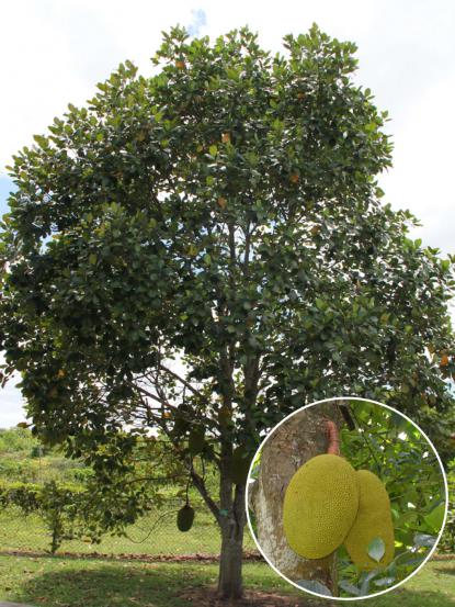 Artocarpus heterophyllus