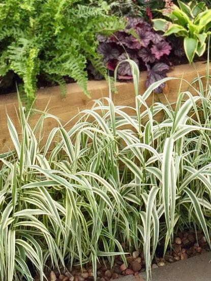 Arundo donax 'Variegata