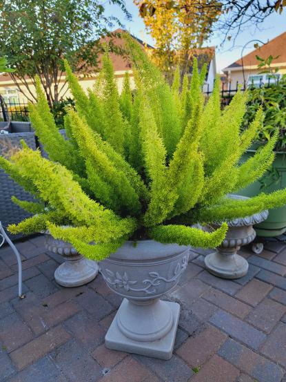 Asparagus aethiopicus