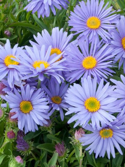 Aster alpinus 