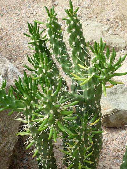 Austrocylindropuntia (Opuntia) subulata