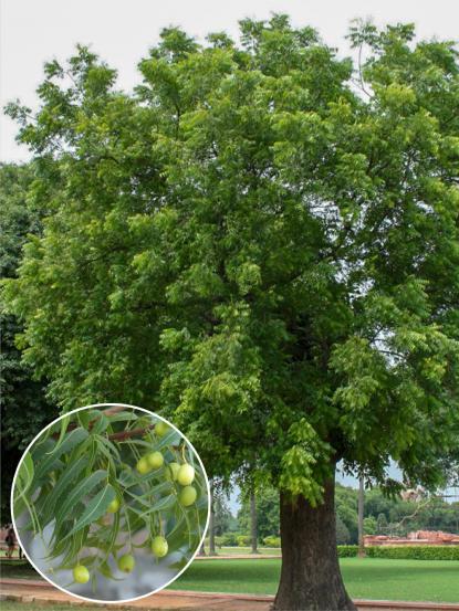 Azadirachta (Melia) indica