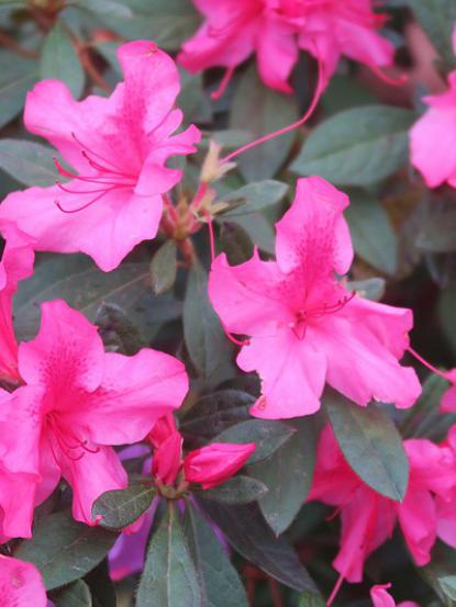 Azalea sp.