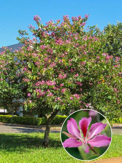 Bauhinia purpurea