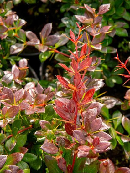 Berberis media 'Red Jewel'