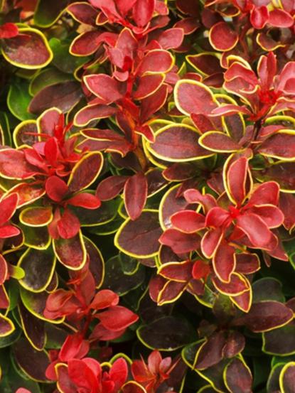 Berberis thunbergii 'Admiration'