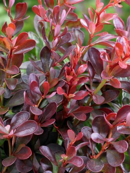Berberis thunbergii 'Atropurpurea'