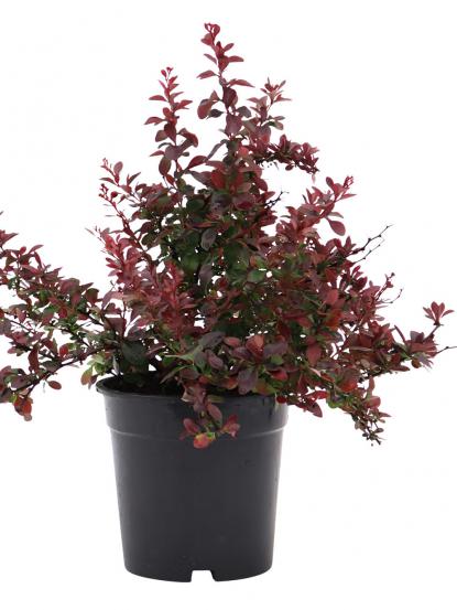 Berberis thunbergii 'Atropurpurea Nana'