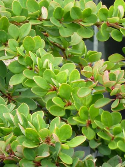 Berberis thunbergii 'Green Carpet'