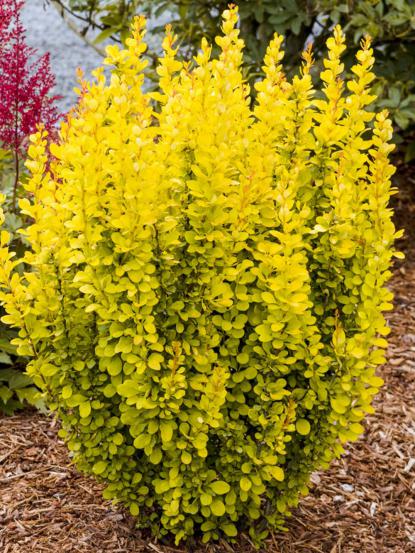 Berberis thunbergii 'Maria'