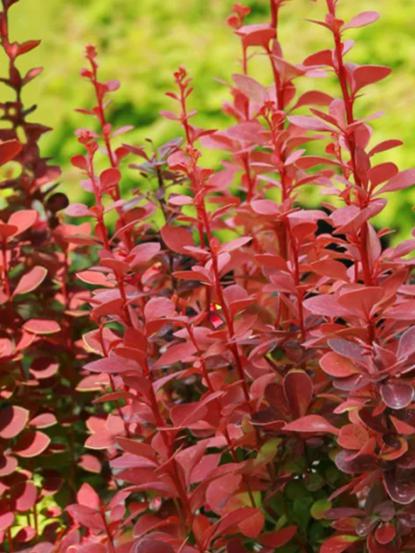Berberis thunbergii 'Red Rocket'
