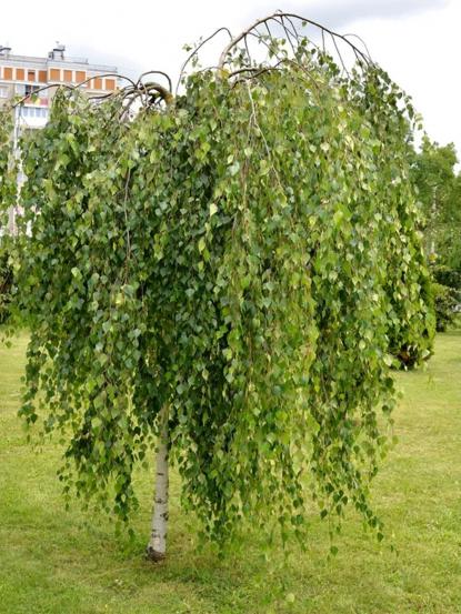 Betula alba pendula