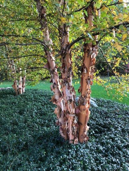 Betula nigra