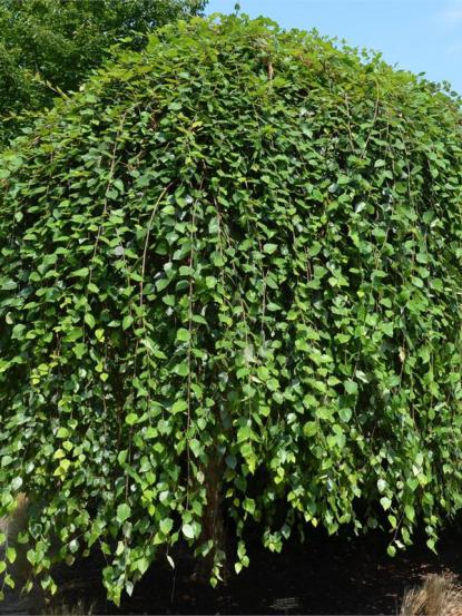Betula nigra Summer Cascade
