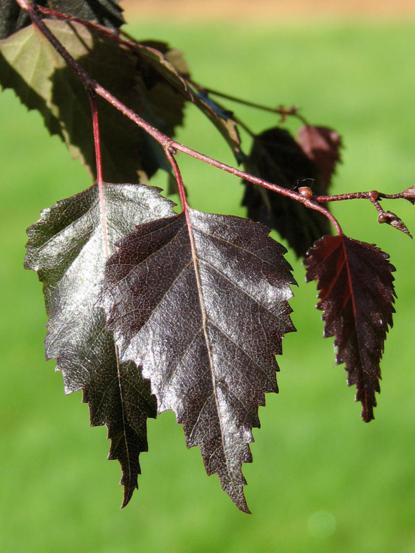 Betula pendula 'Crimson Frost'