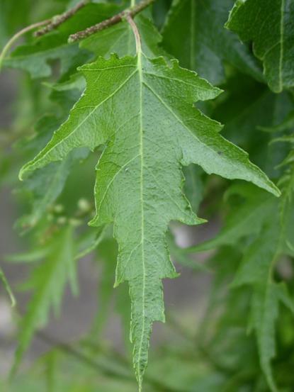 Betula pendula 'Laciniata'