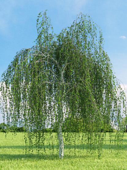 Betula-youngii