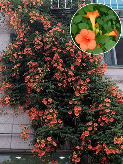 Bignonia grandiflora