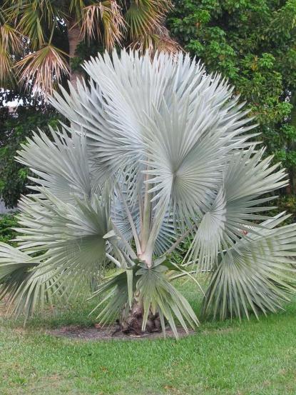 Bismarckia nobilis