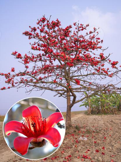 Bombax ceiba