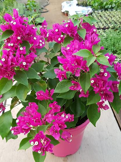 Bougainvillea glabra 'Compacta'