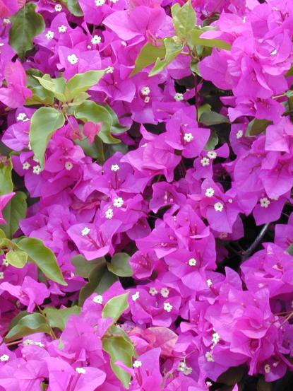 Bougainvillea glabra