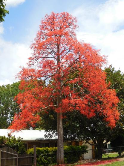 Brachychiton acerifolius