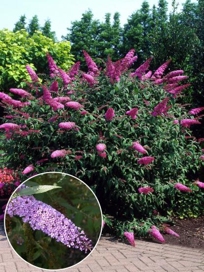 Buddleja davidii