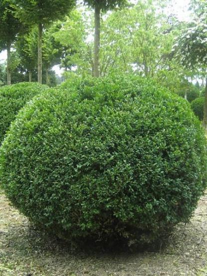 Buxus sempervirens 'Rotundifolia' Ball