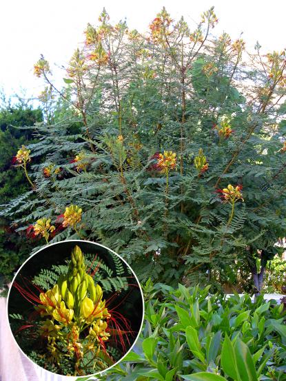 Caesalpinia gilliesii
