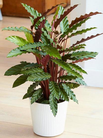 Calathea Rufibarba Wavestar