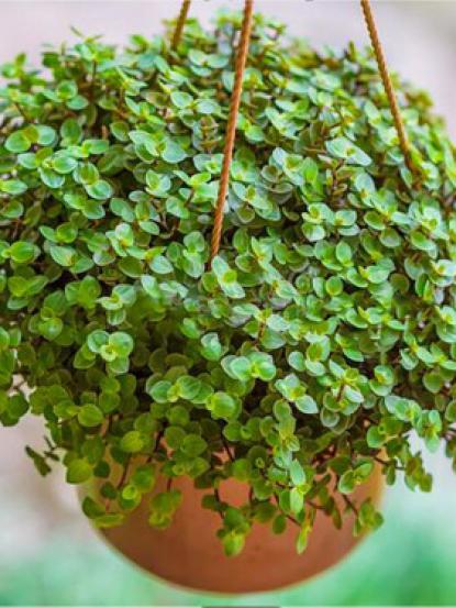 Callisia repens