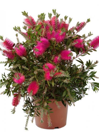 Callistemon laevis