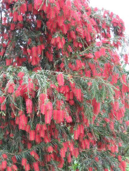 Callistemon viminalis 