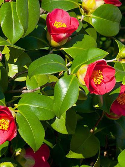 Camellia vernalis yuletide