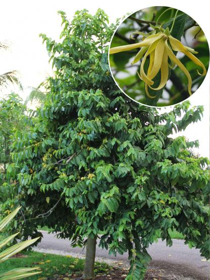 Cananga odorata