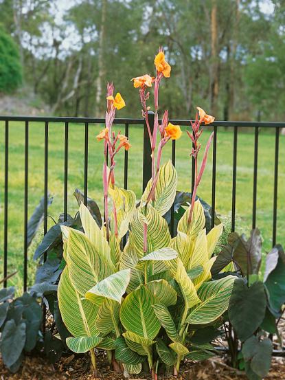 Canna americanallis variegata