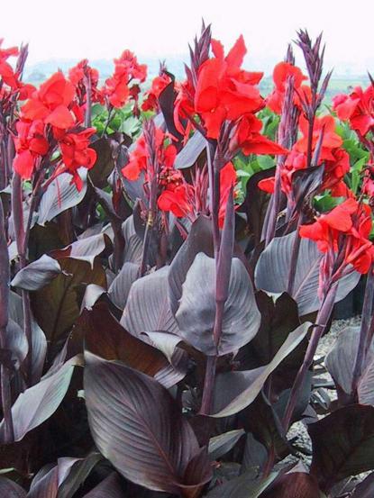 Canna indica 'Tropicanna Black'
